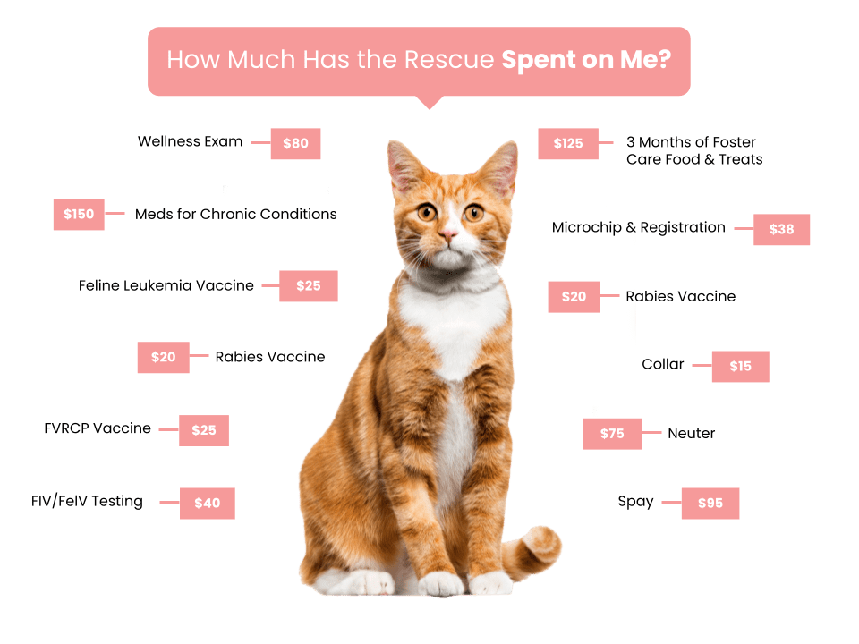 Rescue Street Fee Graphic (3)
