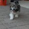 Monty