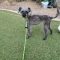 Schnoodle