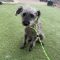 Schnoodle