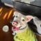 Possum