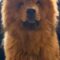 Boss Bear