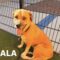 Nala