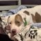 Patches (formerly Domo)