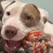 Patches (formerly Domo)