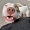 Patches (formerly Domo)