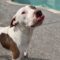 Patches (formerly Domo)