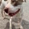 Patches (formerly Domo)