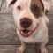 Patches (formerly Domo)