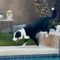 Tux (was Eldredge)
