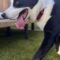 Tux (was Eldredge)