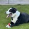 Tux (was Eldredge)