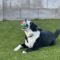 Tux (was Eldredge)